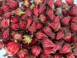 hibiscus calyx