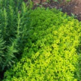 Image of Rosemary and 'Aureus' thyme