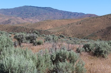 Sagebrush landscape