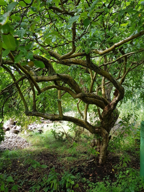 Medlar's twisting canopy, Netherlands