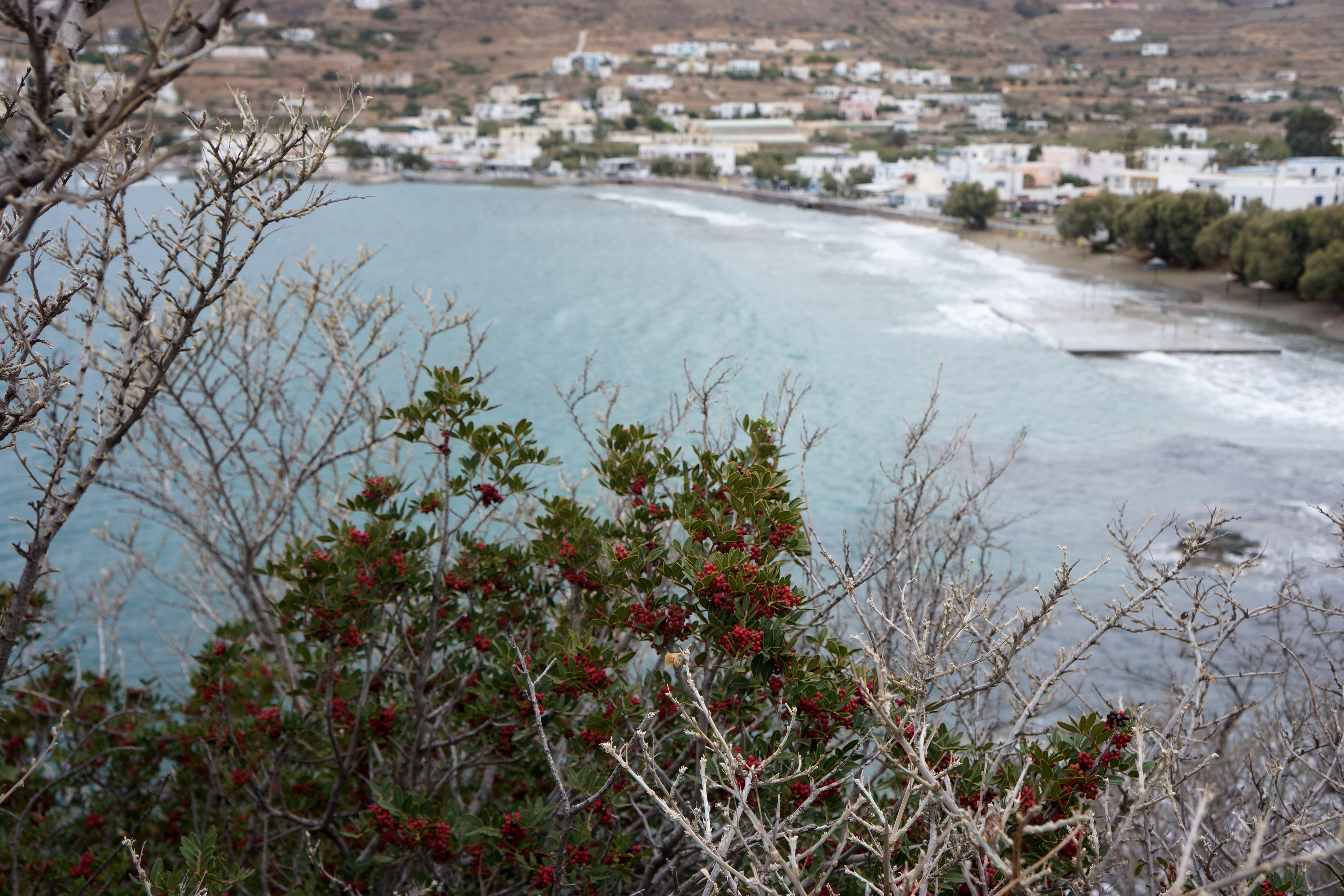 Pistacia lentiscus (mastic tree), overlooking Finikas, Syros