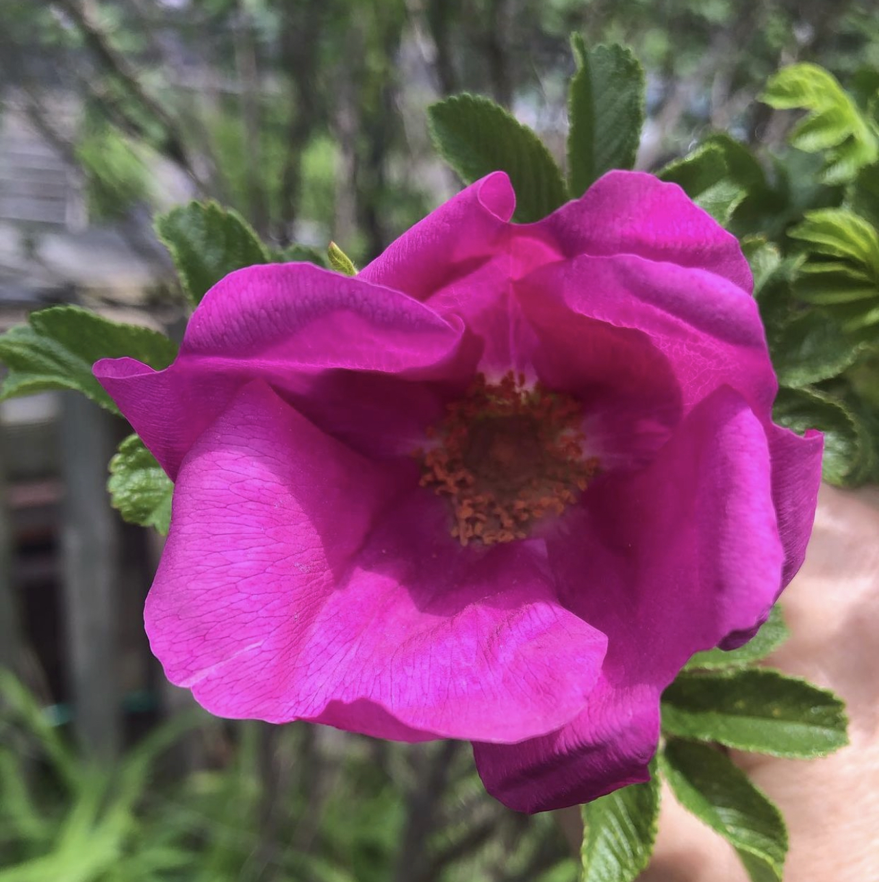 Picture of the author's father's Rosa rugosa