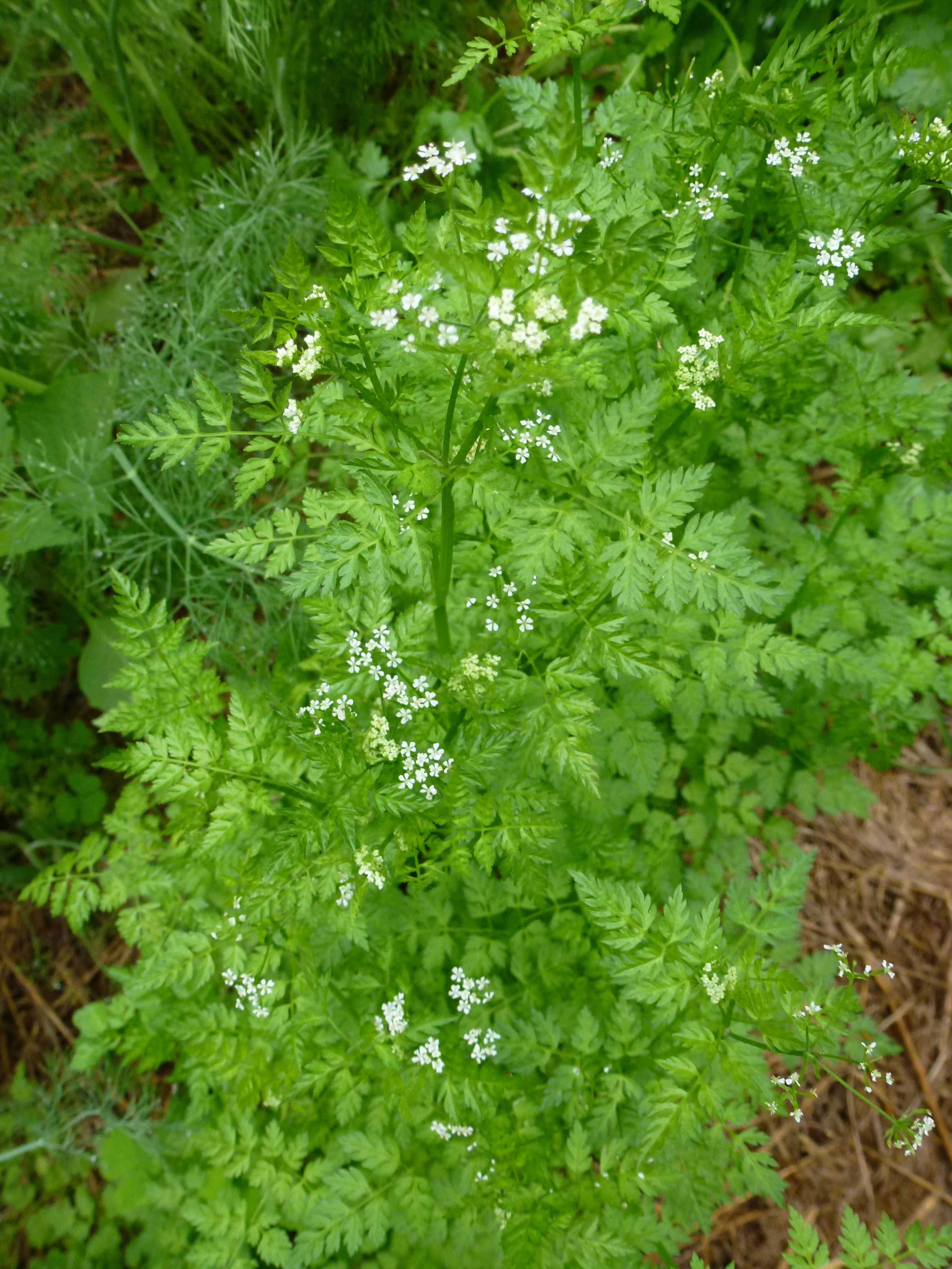 finely divided green leaves and small white flowers of chervil