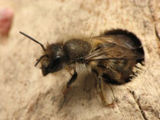 Osmia cornifrons bee emerging from nest hole in wood