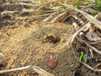 Cellophane bee emerging from a ground nest