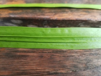 The two prominent veins on a long, thin green leaf
