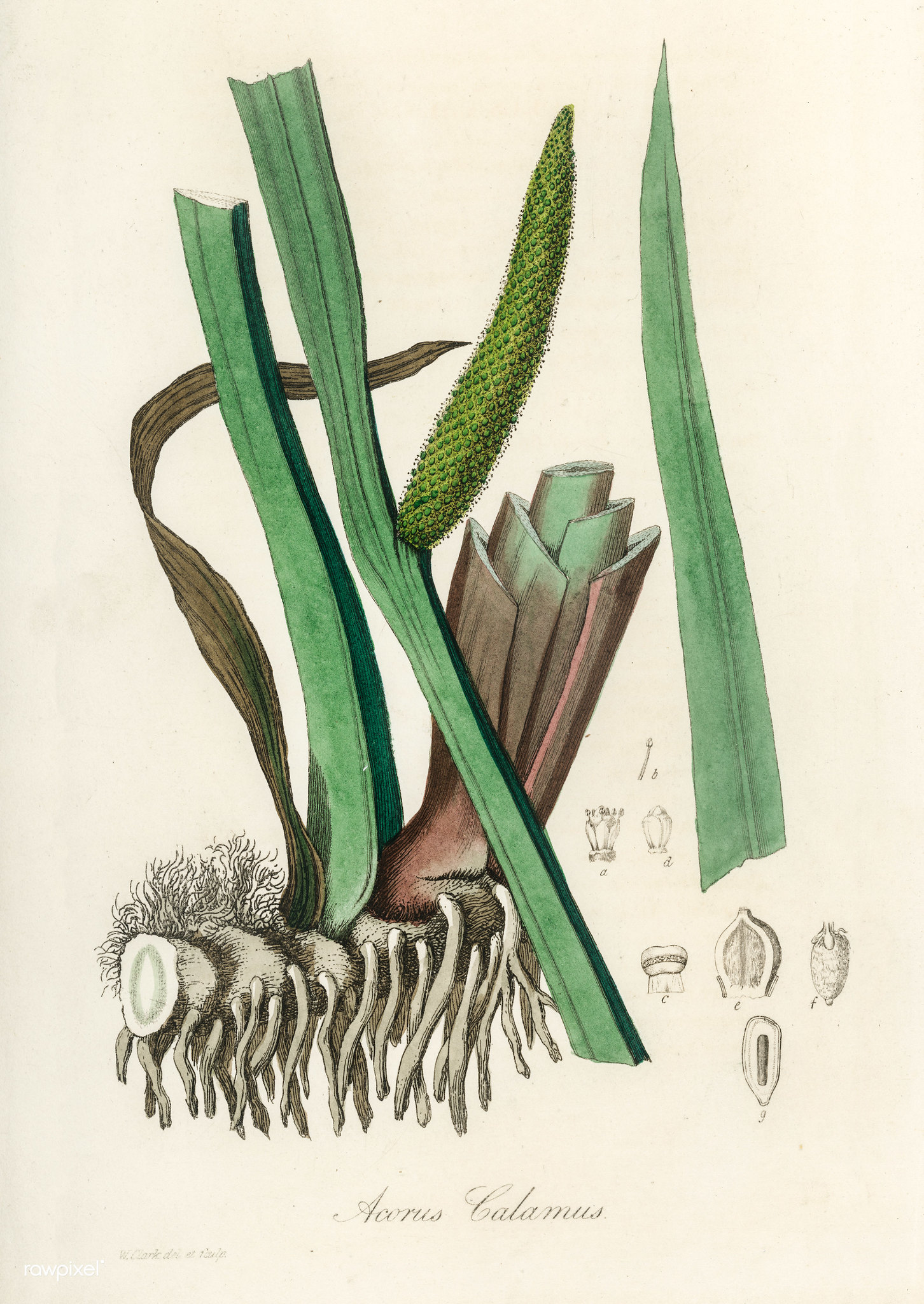 Botanical illustration of Acorus calamus