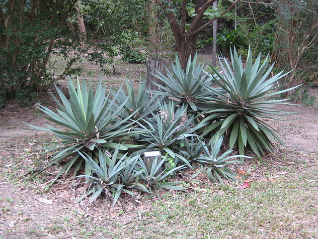 A group of gray green, spikey Agave sisalana plants