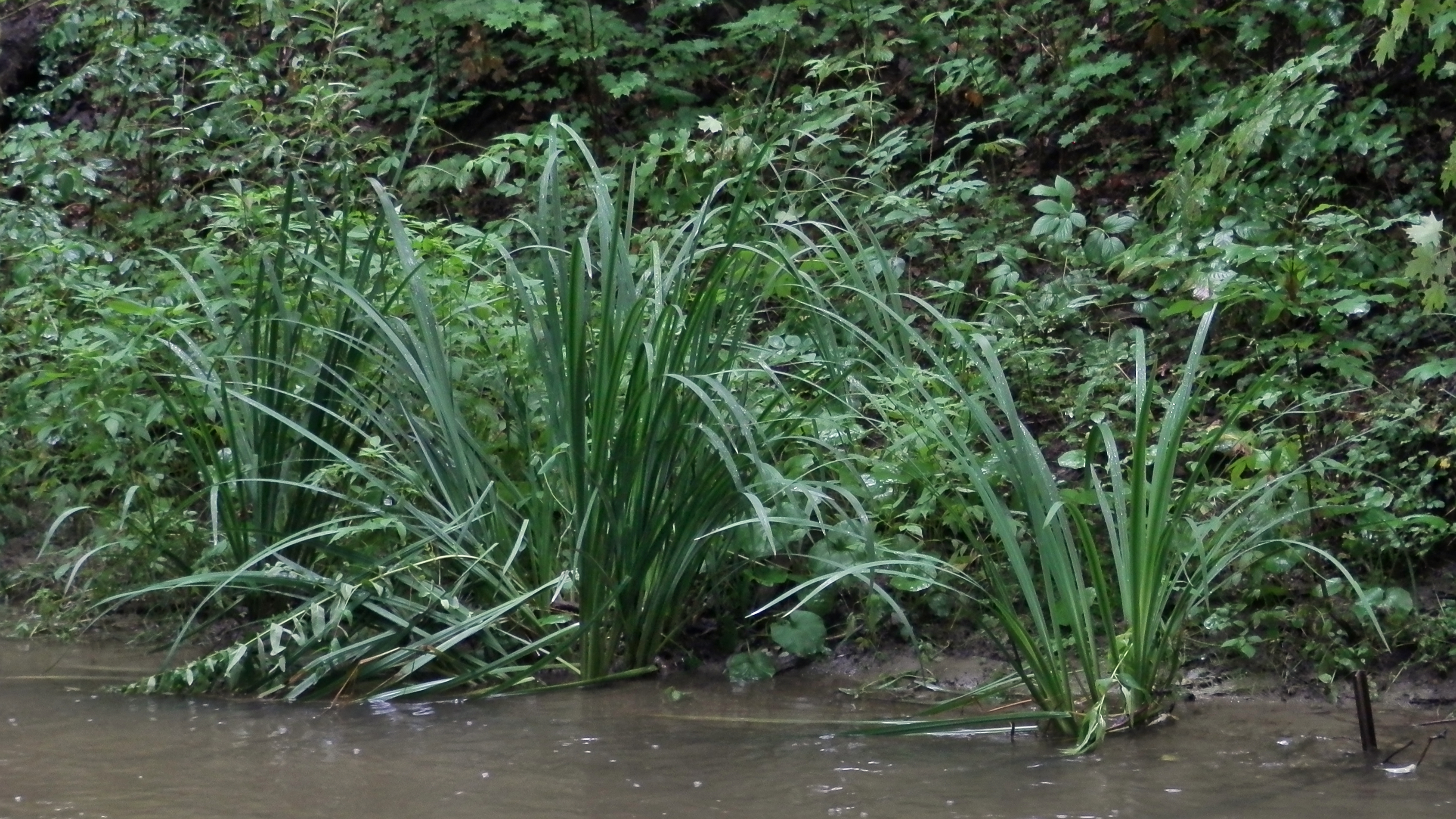 Tall, thin leaves of Acorus americanus growing along the bank of a stream