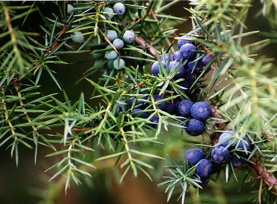 Juniperus communis fruit and foliage