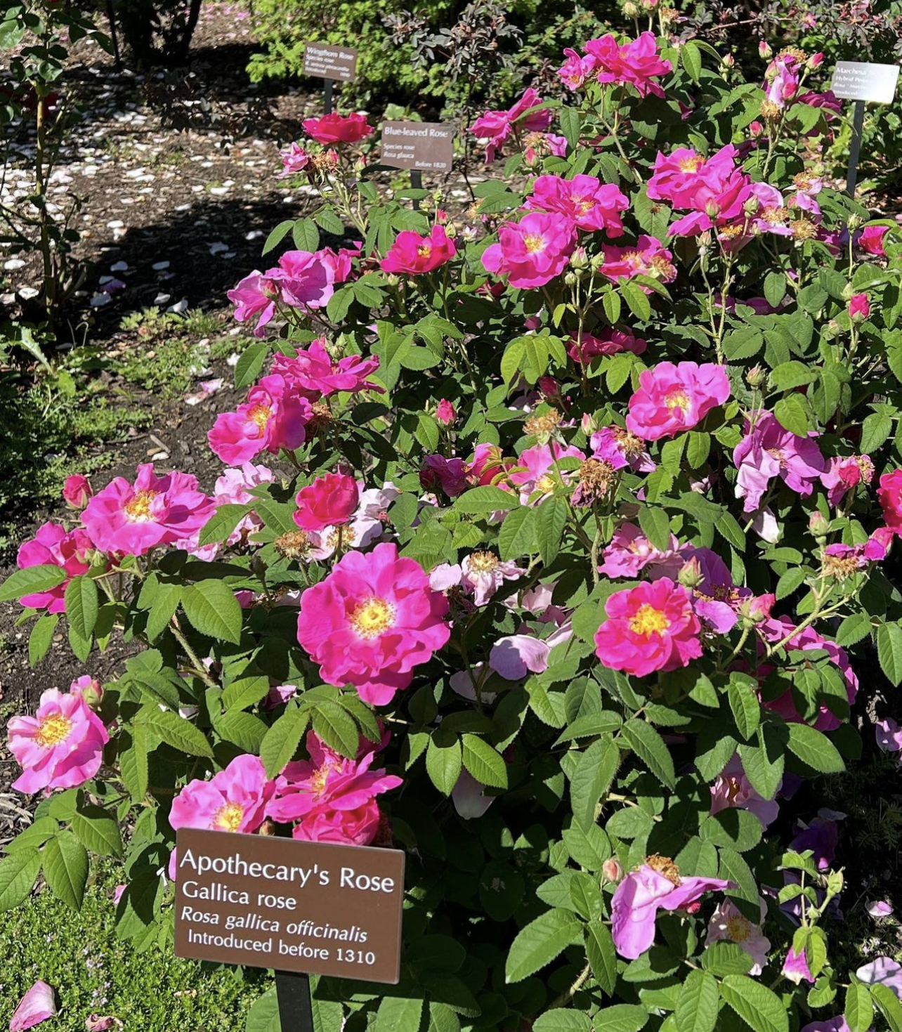 Rosa gallica officinalis (Apothecary's Rose)