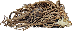 Lovage roots