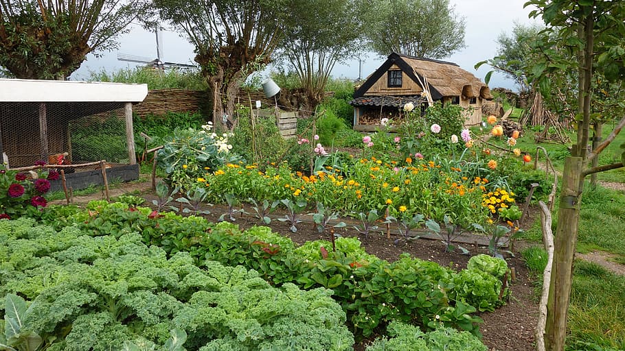 A home garden with vegetables on one side and flowers on the other