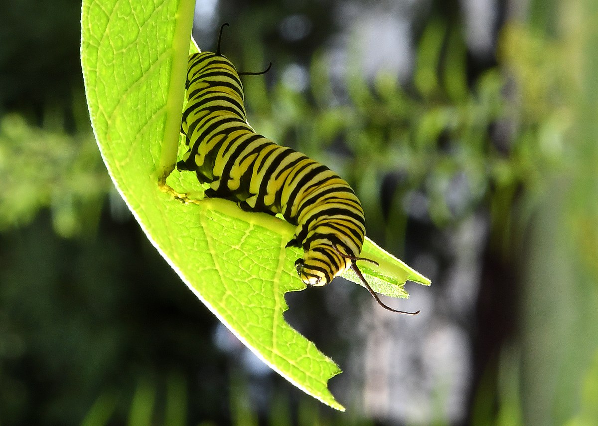 A monarch caterpillar feeding on a common milkweed leaf