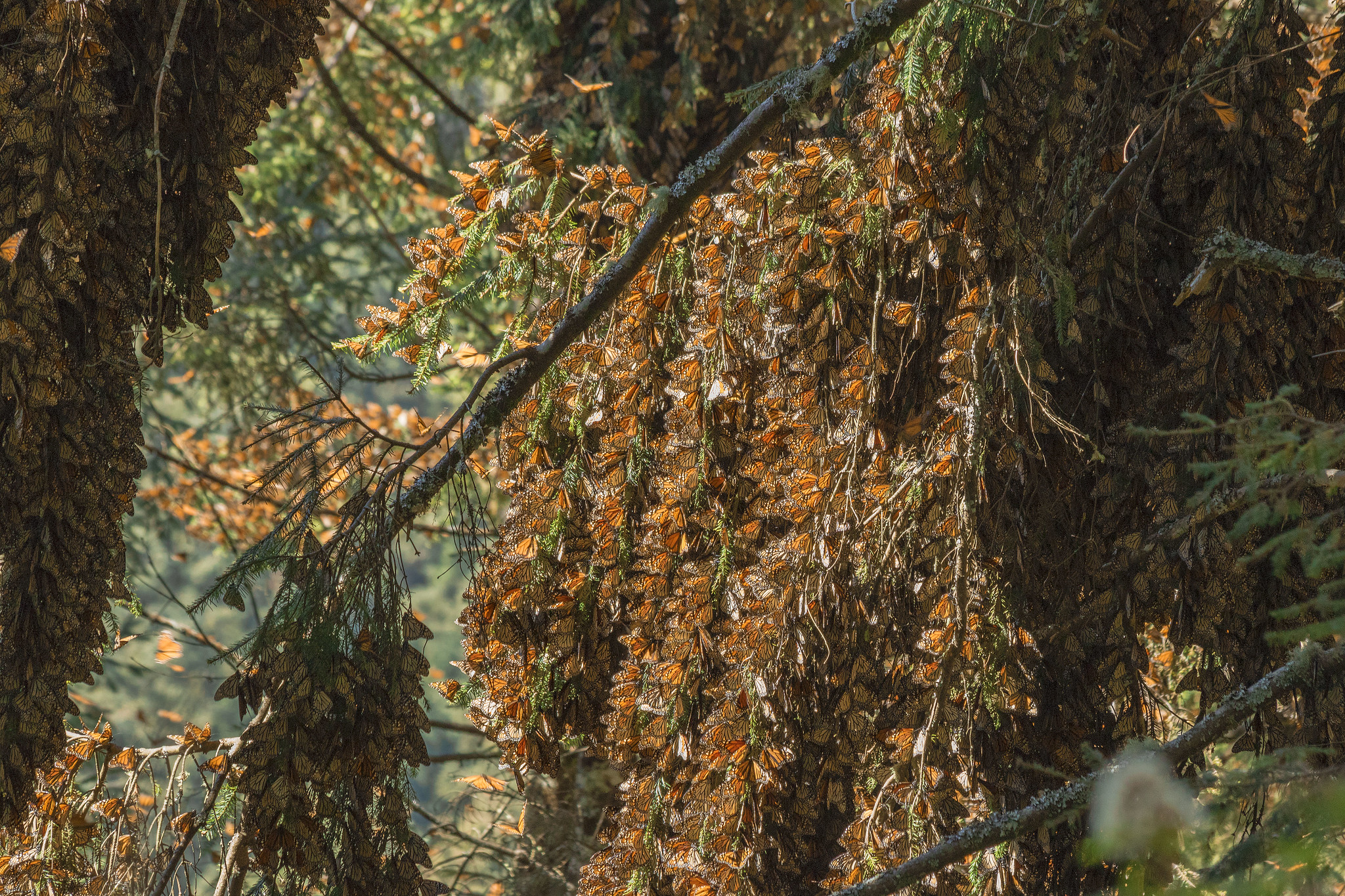 Monarchs rest en masse on conifer trees