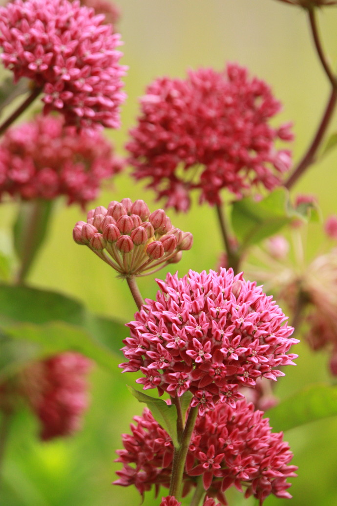 Pink flowers of Asclepias purpurescens