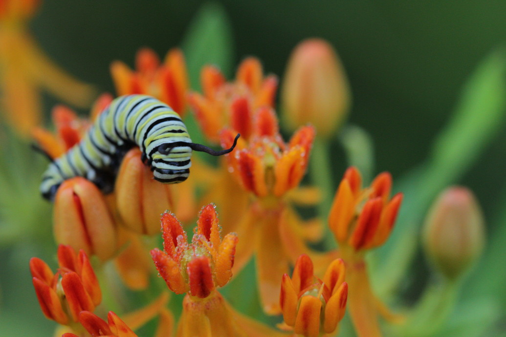 A monarch caterpillar crawls over the orange flowers of Asclepias tuberosa