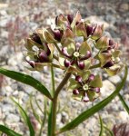 The green and purple flowers of Asclepias_asperula