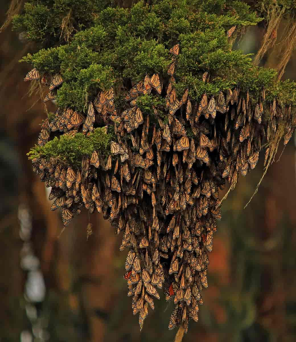 A group of monarch butterflies resting on a conifer