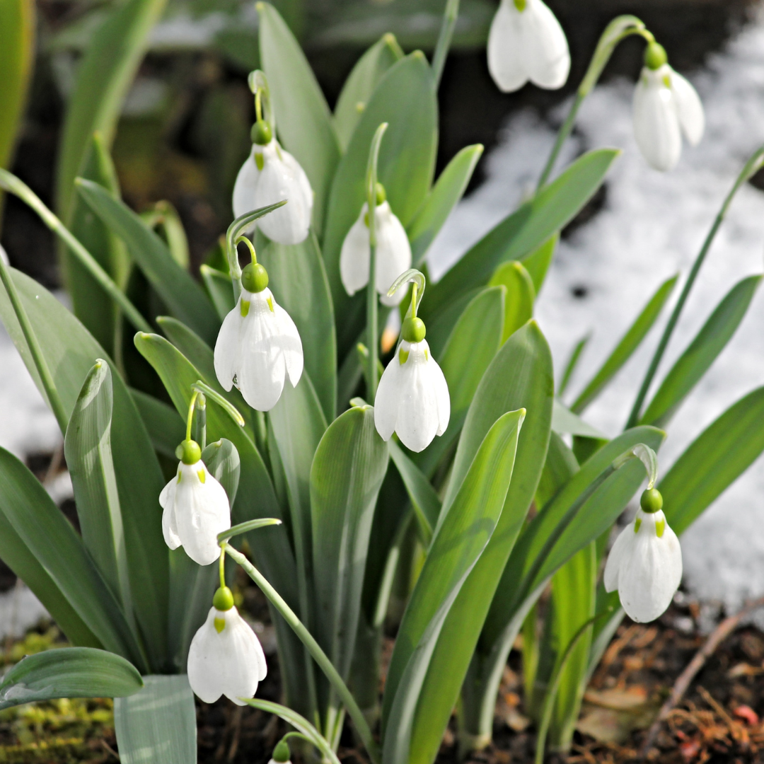 The early green leaves and white flowers of snow drops