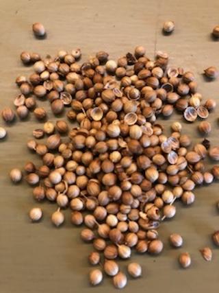 Cilantro (coriander) seeds