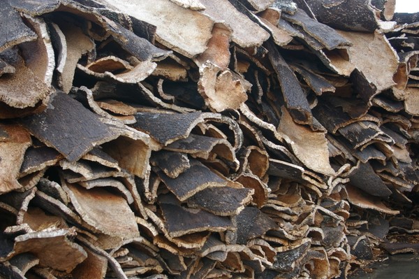 Stack of cork oak bark drying
