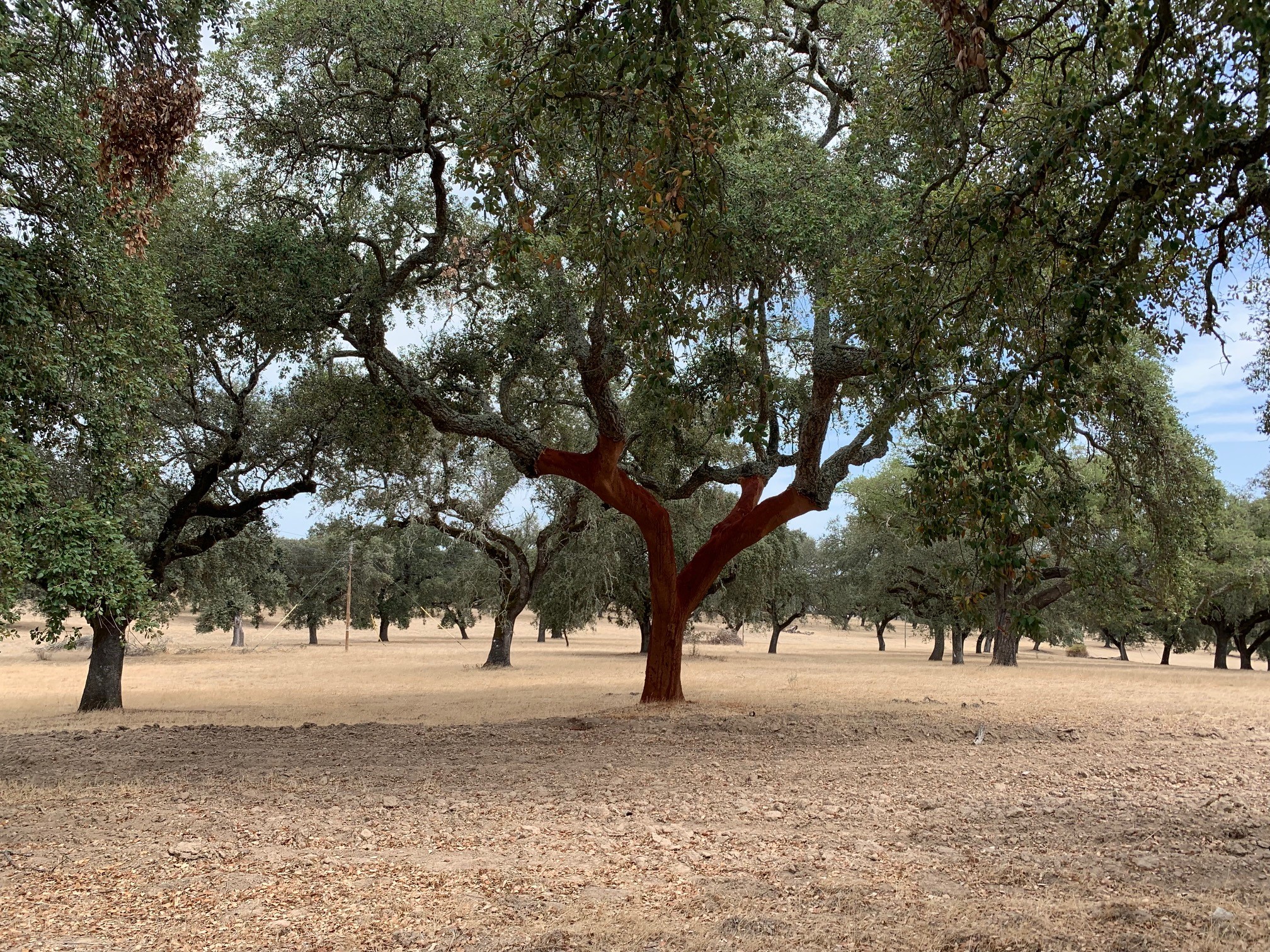 Cork oak field