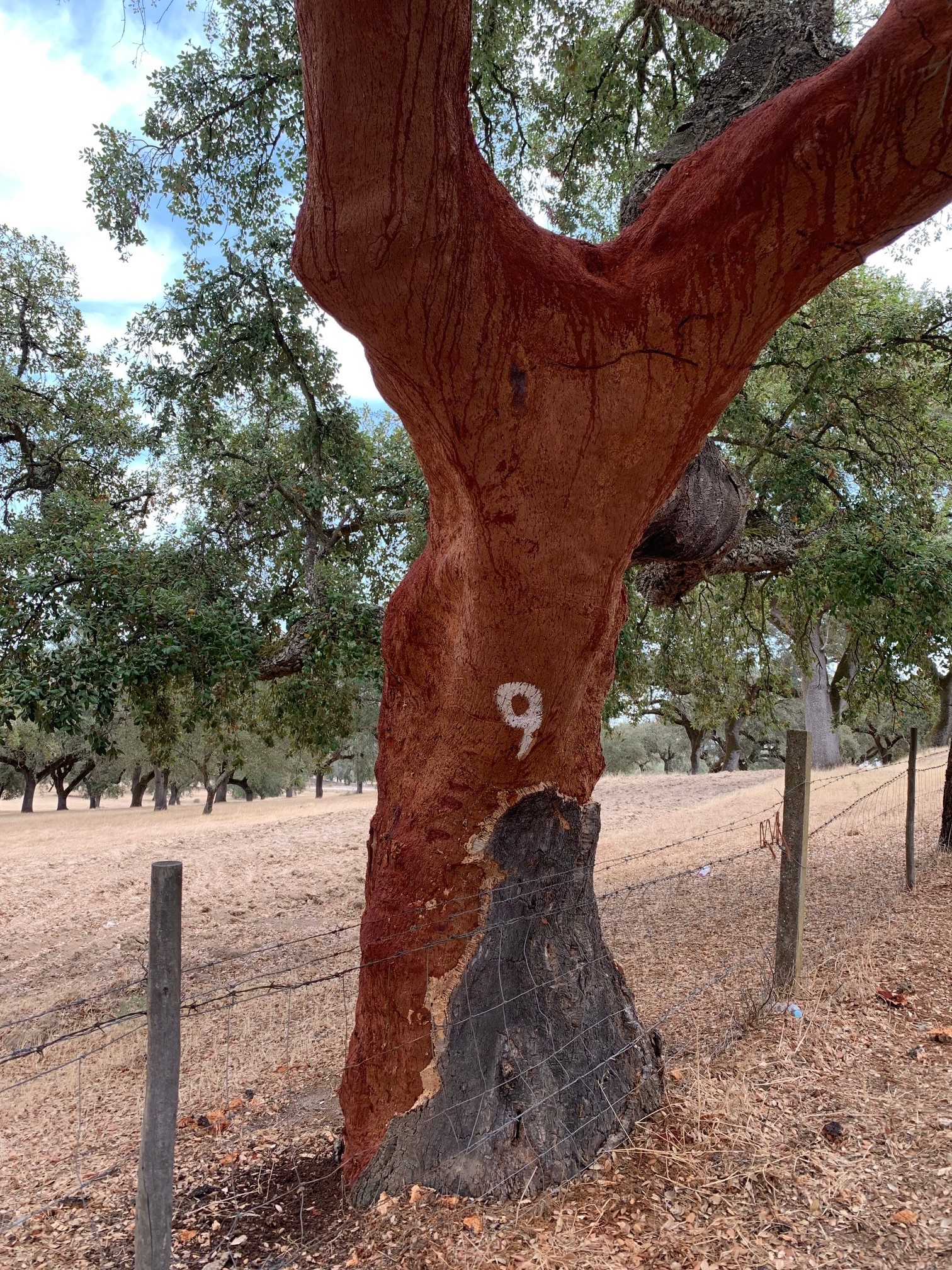 Cork oak with bark removed