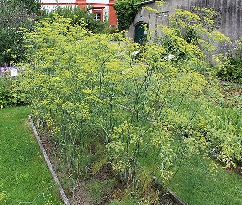 A bed of tall dill plants in flower