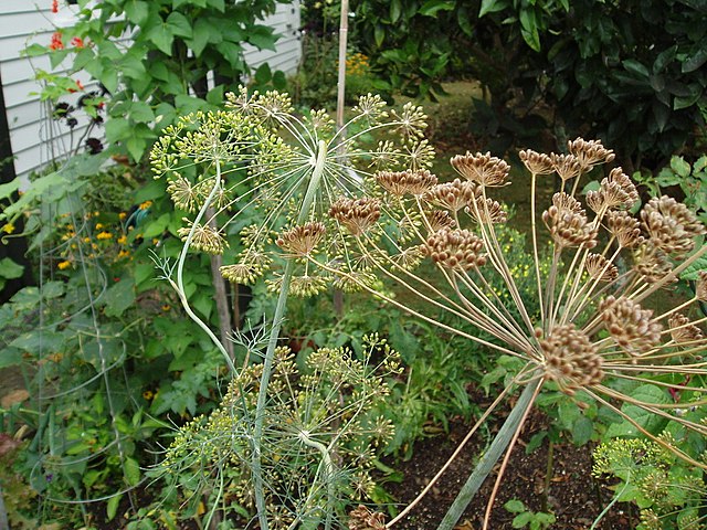 Dill seeds atop a dill plant