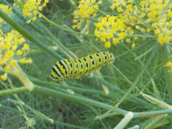 The green, black and yellow caterpillar of the black swallowtail butterfly on a dill plant