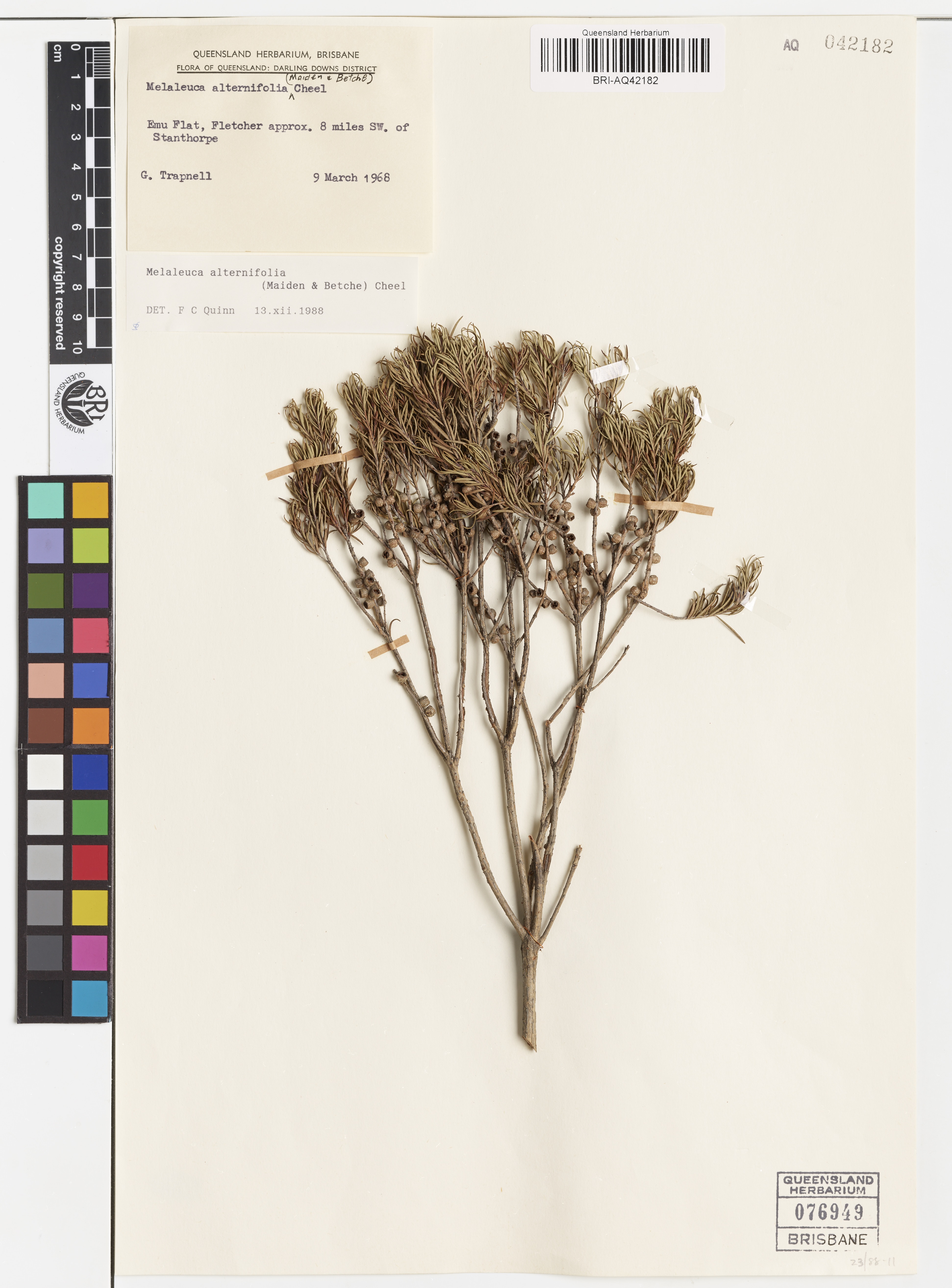 Dried and pressed herbarium specimen of Melaleuca alternifolia