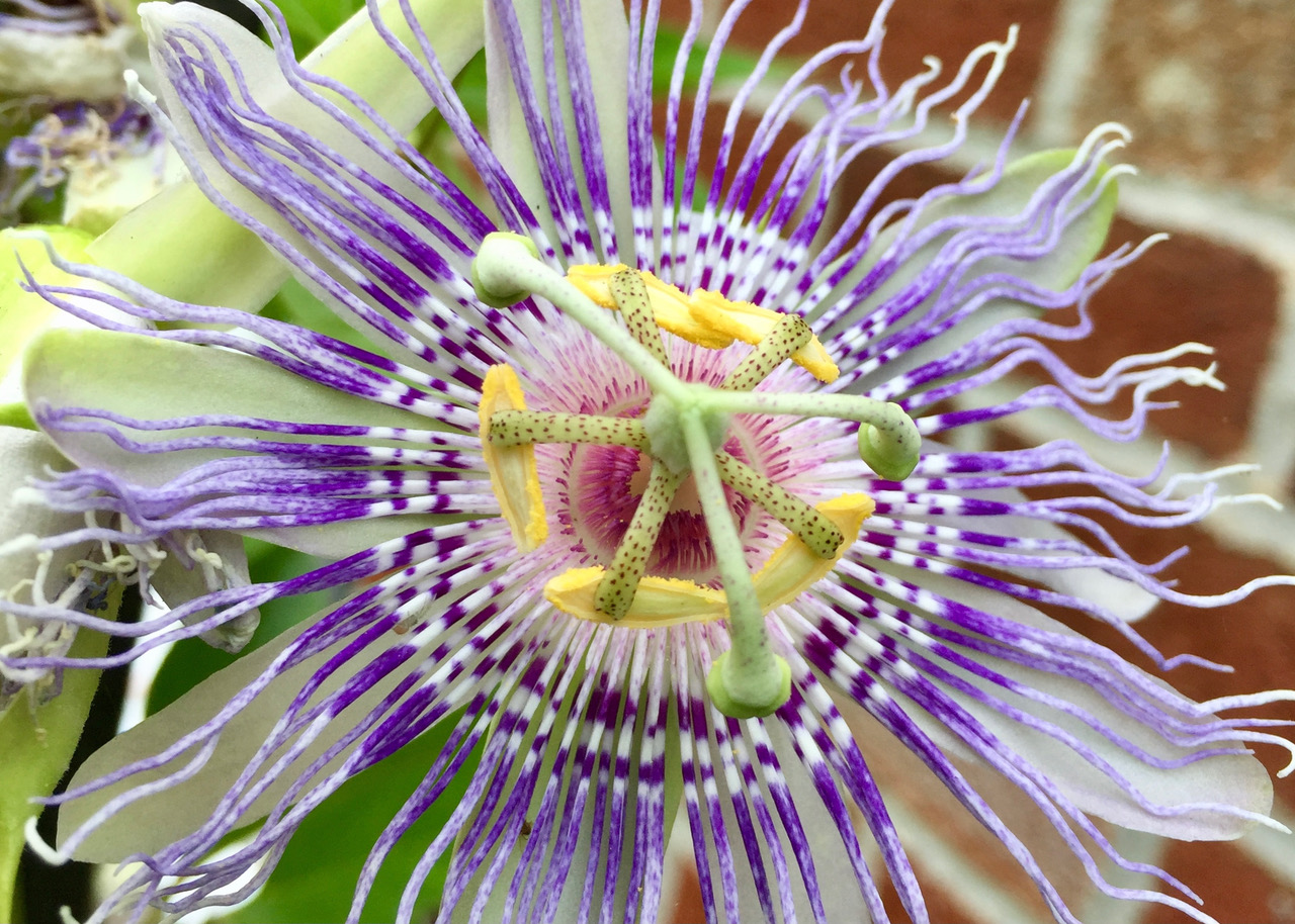 Close up of a passionflower flower