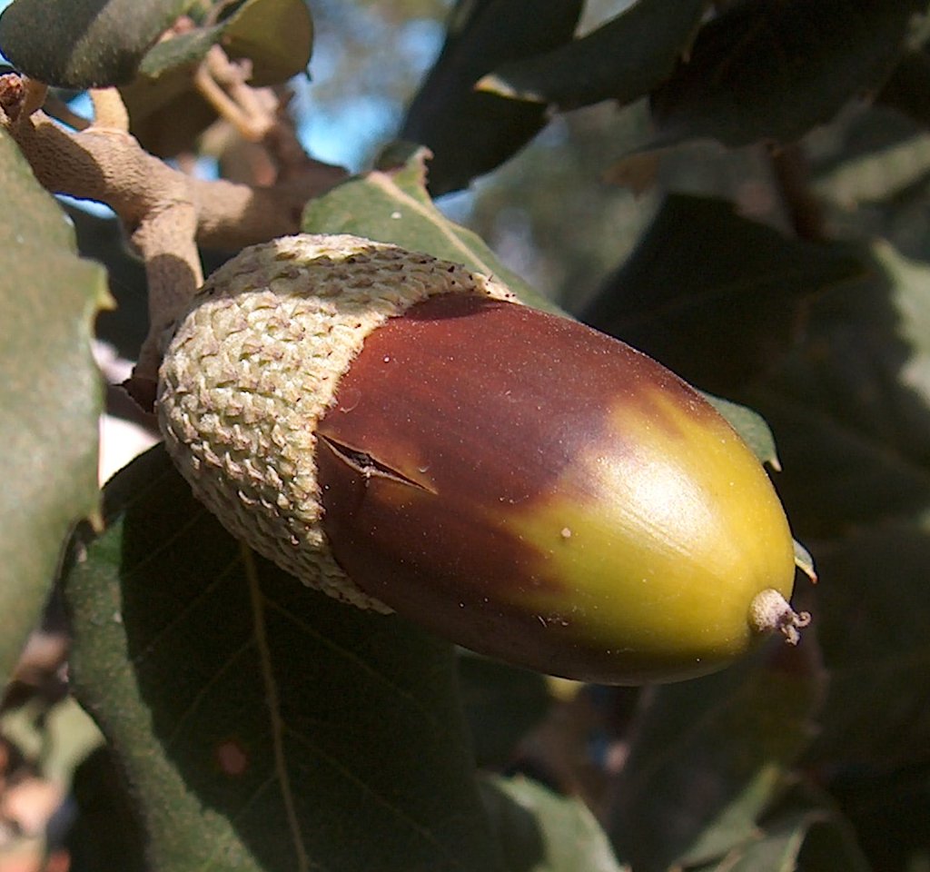 Quercus suber (cork oak) acorn