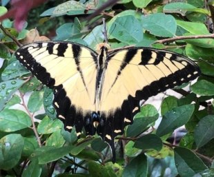 A black and yellow Eastern swallowtail butterfly
