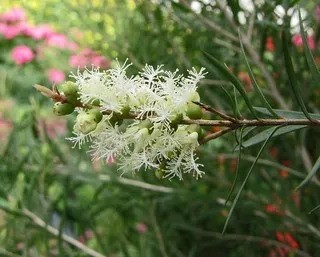 The white, bottlebrush-like inflorescence of Melaleuca alternifolia