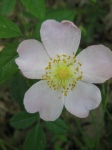 Rosa carolina flower