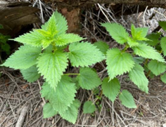 The toothed leaves of nettles