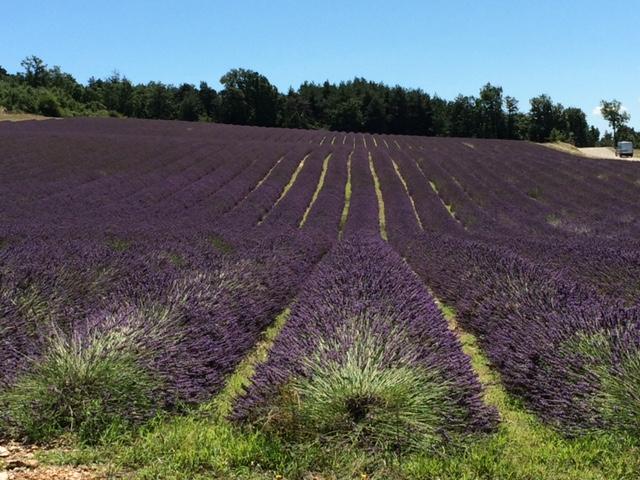 Rows of purple flowering lavender plants
